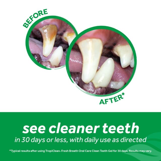 Kit Dentar - Image 3